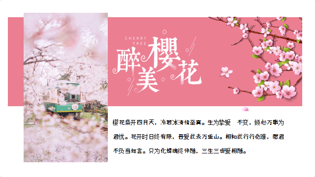 粉色浪漫树下吹笛子的男孩背景“醉美樱花”旅游宣传PPT模板 相册第5张图 