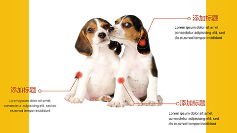 黄色小狗背景的疯狂动物园PPT模板 相册第4张图 